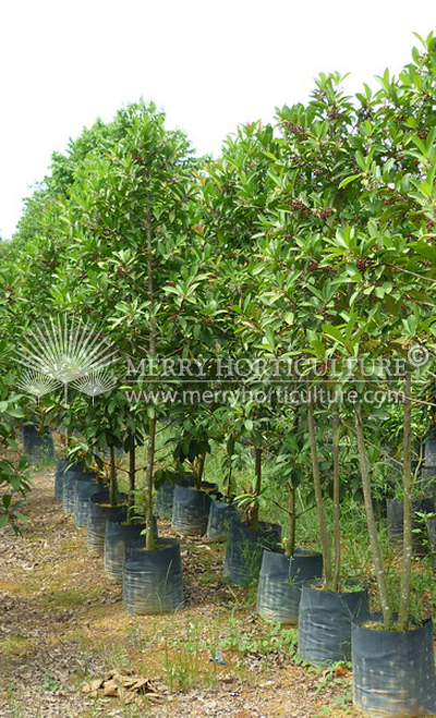 Ardisia  elliptica 1